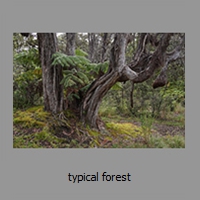 typical forest